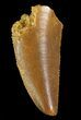 Serrated, Raptor Tooth - Morocco #72609-1